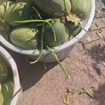 哈密瓜大量现货