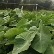 广西菜芋种苗