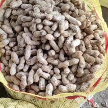 精品大白沙花生货源充足鲜花生电商市场一手货源诚信经营