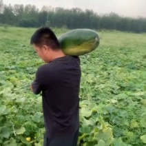 大量出售黑皮冬瓜，携手欢迎，***********