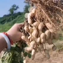 这货是真好，纯沙地，要多白有多白，就几十亩，先到先得