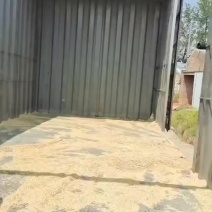 压缩稻壳卸货中