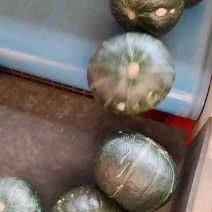 爆粉高次果贝贝