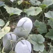 白色水桶瓜