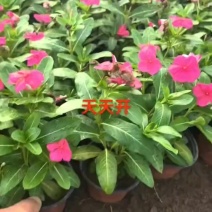 基地大量出售长春花