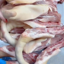 猪尾大量现货量大从优