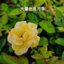 基地大量出售丰花月季，品种月季，藤本月季，欧月，等