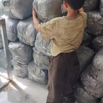 贵州干苔藓蝴蝶兰石斛乌龟多用途批发