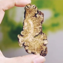 大片川芎选货野生货干度好量大优惠代抓各种药方