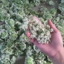 自己家种的韭花