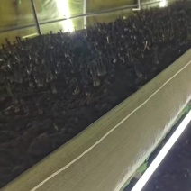 新鲜菌菇鸡枞菌可食用蘑菇煲汤鸡枞菌汤人工种植采摘黑皮鸡枞