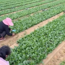 江苏徐州趴地菠菜大量有货，10到15公分一级品产地直供。
