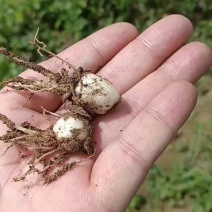 4年太白贝母川贝母种子鳞茎地果底果