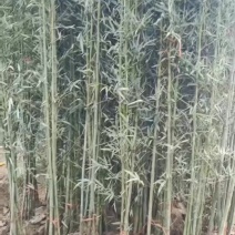 竹苗