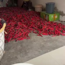 美人椒