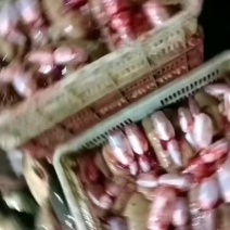 鱼籽鱼泡现杀