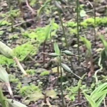 毛慈姑果夹紫花果夹