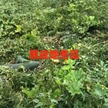 冬瓜