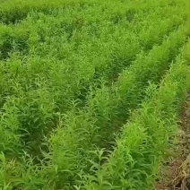 新疆毛桃苗大量供货中，需要老板可通过一亩田与我取得联系。