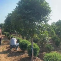 精品八月桂河南苗圃基地直供质量保证规格齐全价格可谈