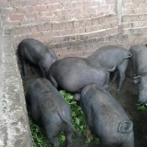 乡里土猪