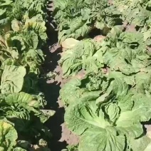 黄心大白菜