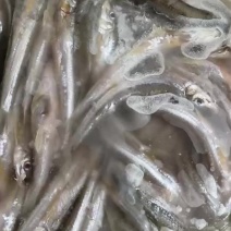 棍子鱼，沙丁鱼