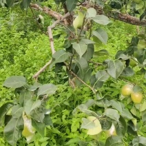 河北秦皇岛青龙满族自治县土门子，纯高山玉露香梨，货源充足