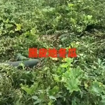 冬瓜
