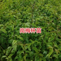 中药苗，岗梅，