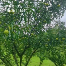 300亩蜂糖李果园流转