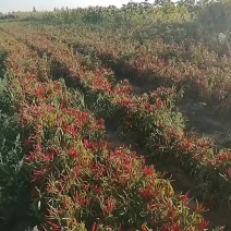 高辣朝天椒