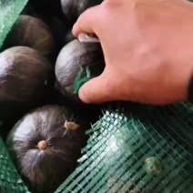 6-9精洗贝贝南瓜