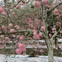 弘田，雨化苹果