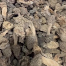 羊肚菌