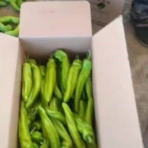 凌海市黄皮椒绿皮椒价格大掉价了