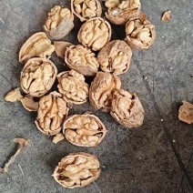 25年新货一手资源质量保证包退薄皮核桃