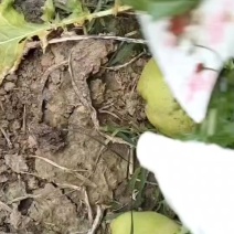 芥菜疙瘩
