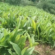 郁金