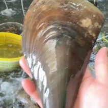 山东源产地海鲜带子，又名江瑶，规格齐全