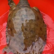甲鱼
