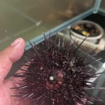 精品海胆批发