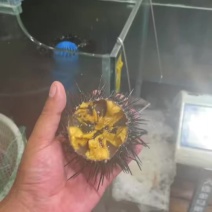 精品海胆批发