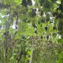 精品佛手瓜种