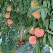 中秋王精品果上市了