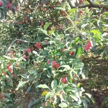 鸡心果