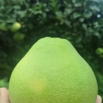 度尾文旦柚，一件代发