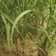 脱毒黄金甘蔗种茎