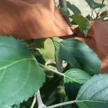 晚熟富取袋了