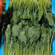 河北邯郸永年大叶菠菜，支持各种包装货源稳定品质保障装车快